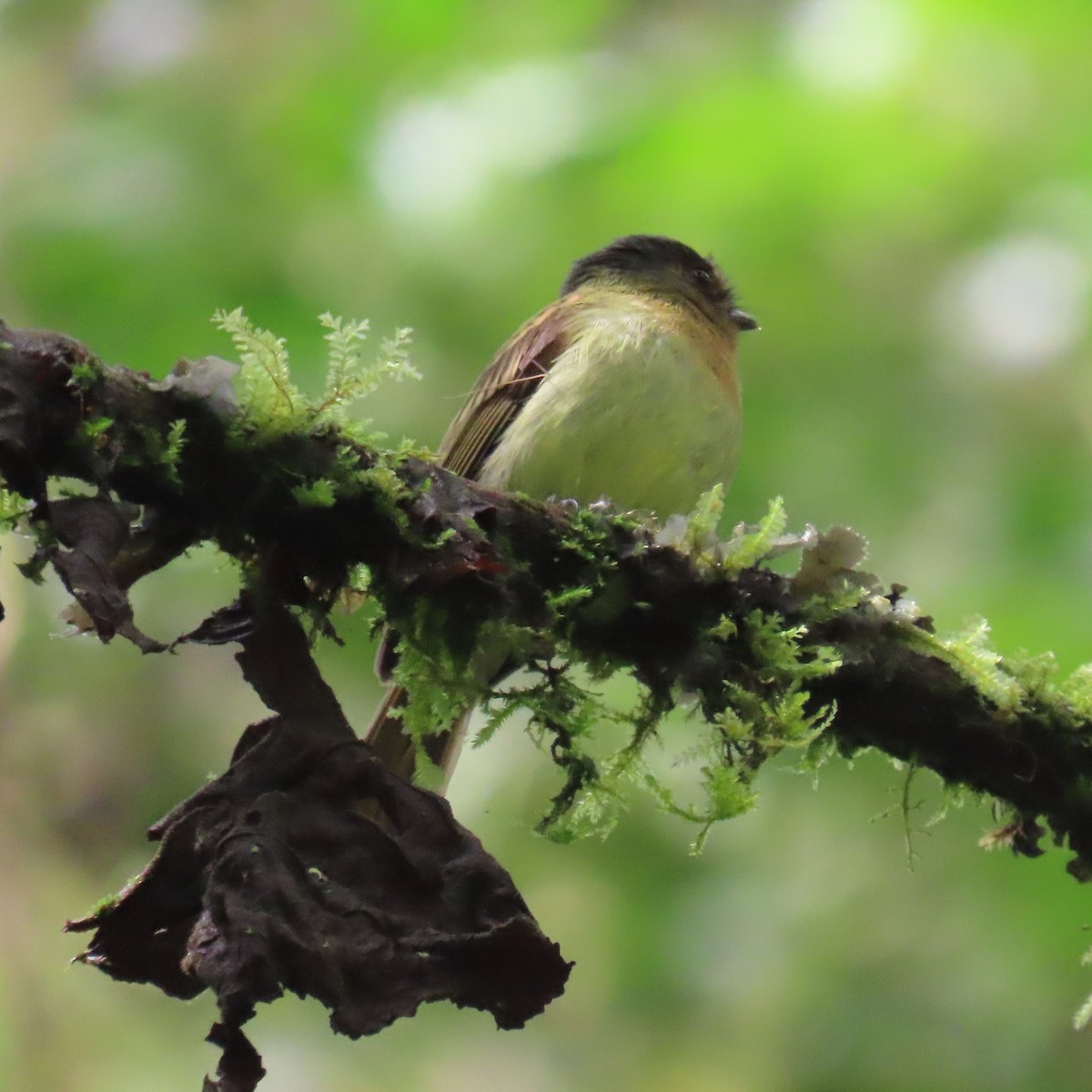 Rufous-breasted Flycatcher - ML564605421