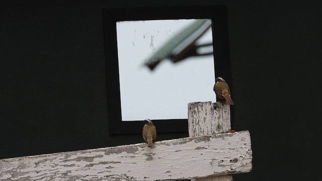 アカボウシヒタキモドキ - ML564605551