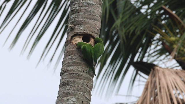 Pacific Parakeet - ML564606121