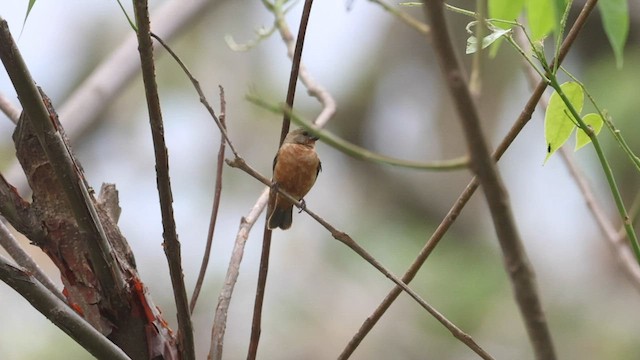 Ruddy-breasted Seedeater - ML564606151