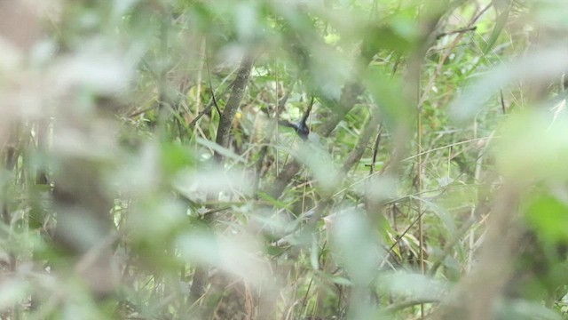 Long-tailed Manakin - ML564606681