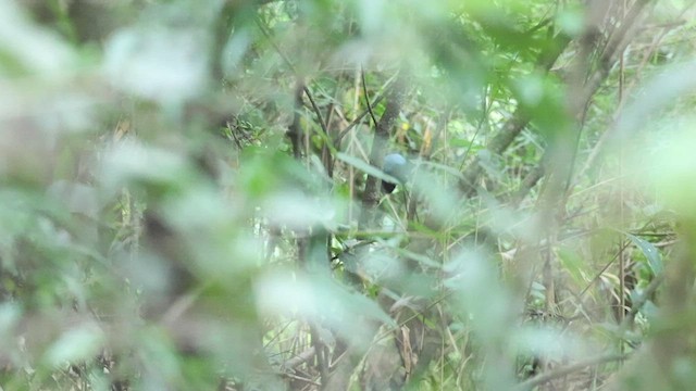 Long-tailed Manakin - ML564606701