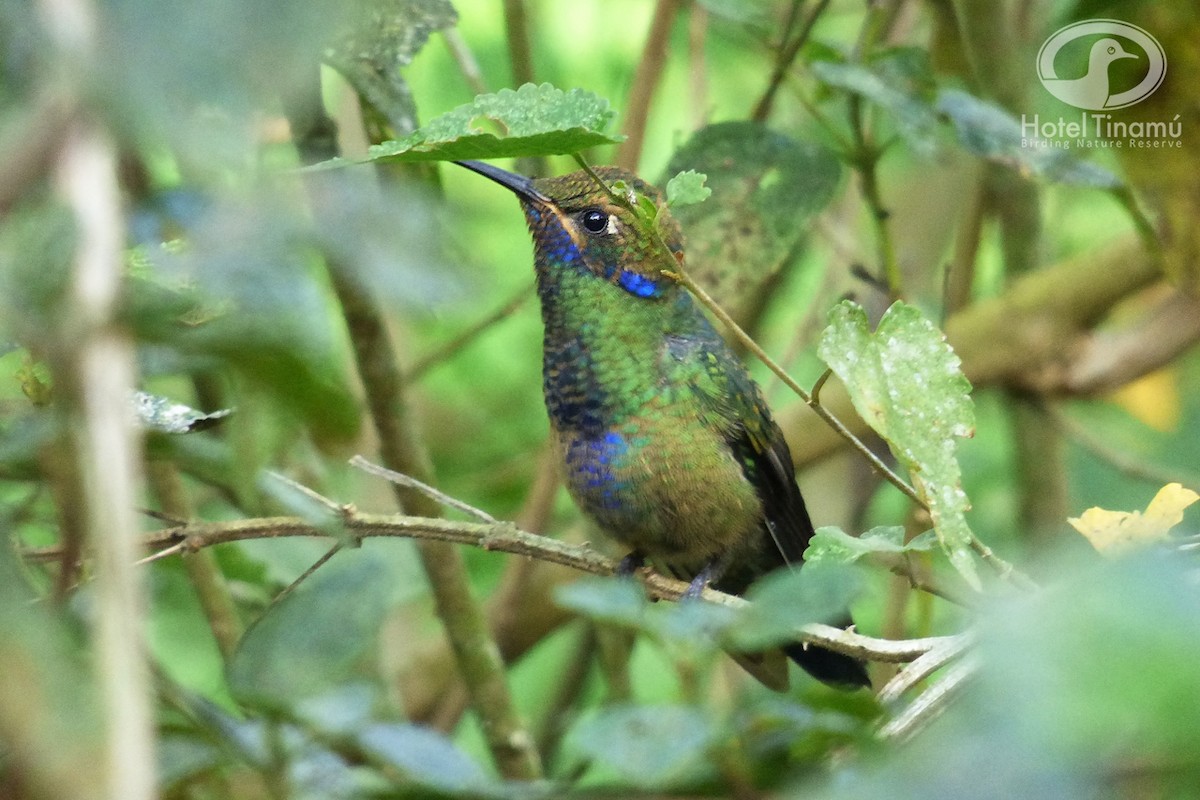 Glanz-Veilchenohrkolibri - ML56460671