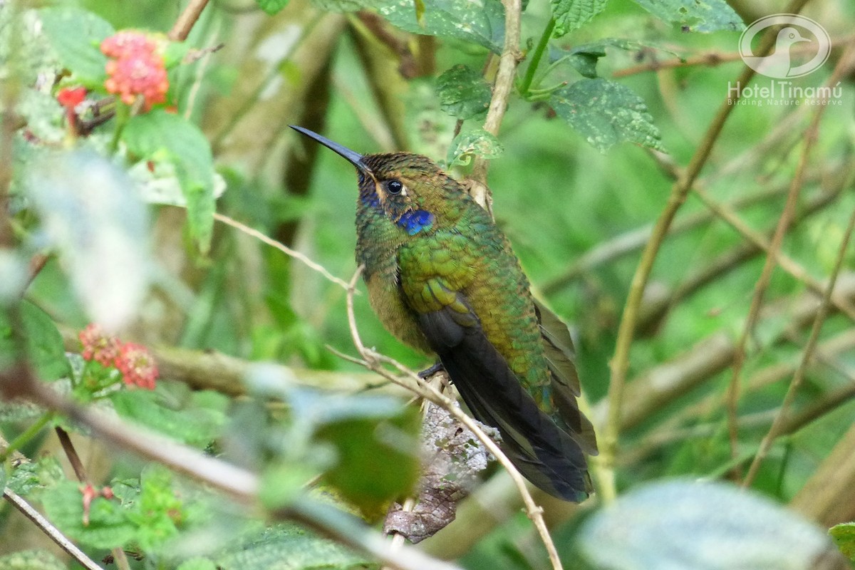 fiolørekolibri - ML56460681