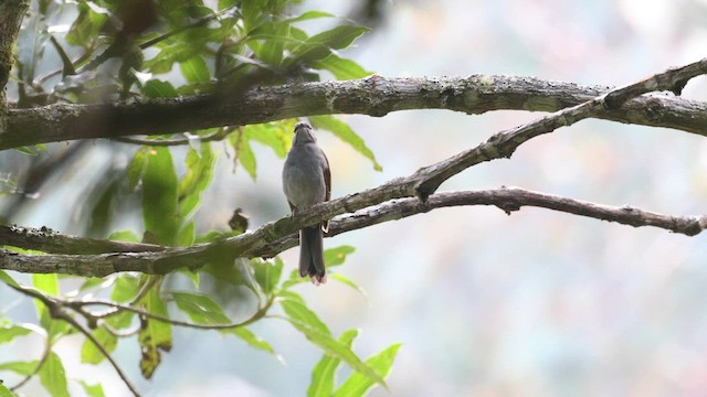 Brown-backed Solitaire - ML564607001