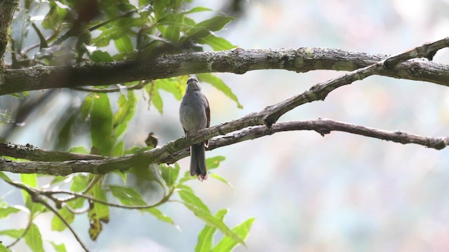 Brown-backed Solitaire - ML564607001