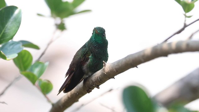 Berylline Hummingbird - ML564607171