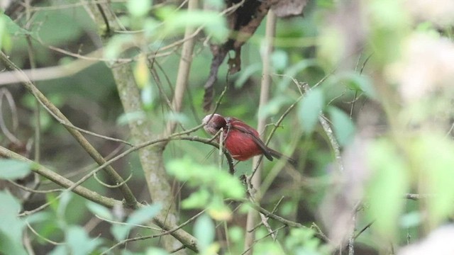 Pink-headed Warbler - ML564607381