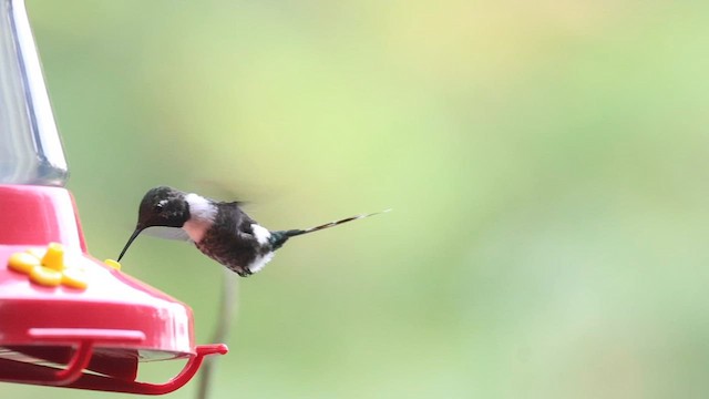 Colibri zémès - ML564607441