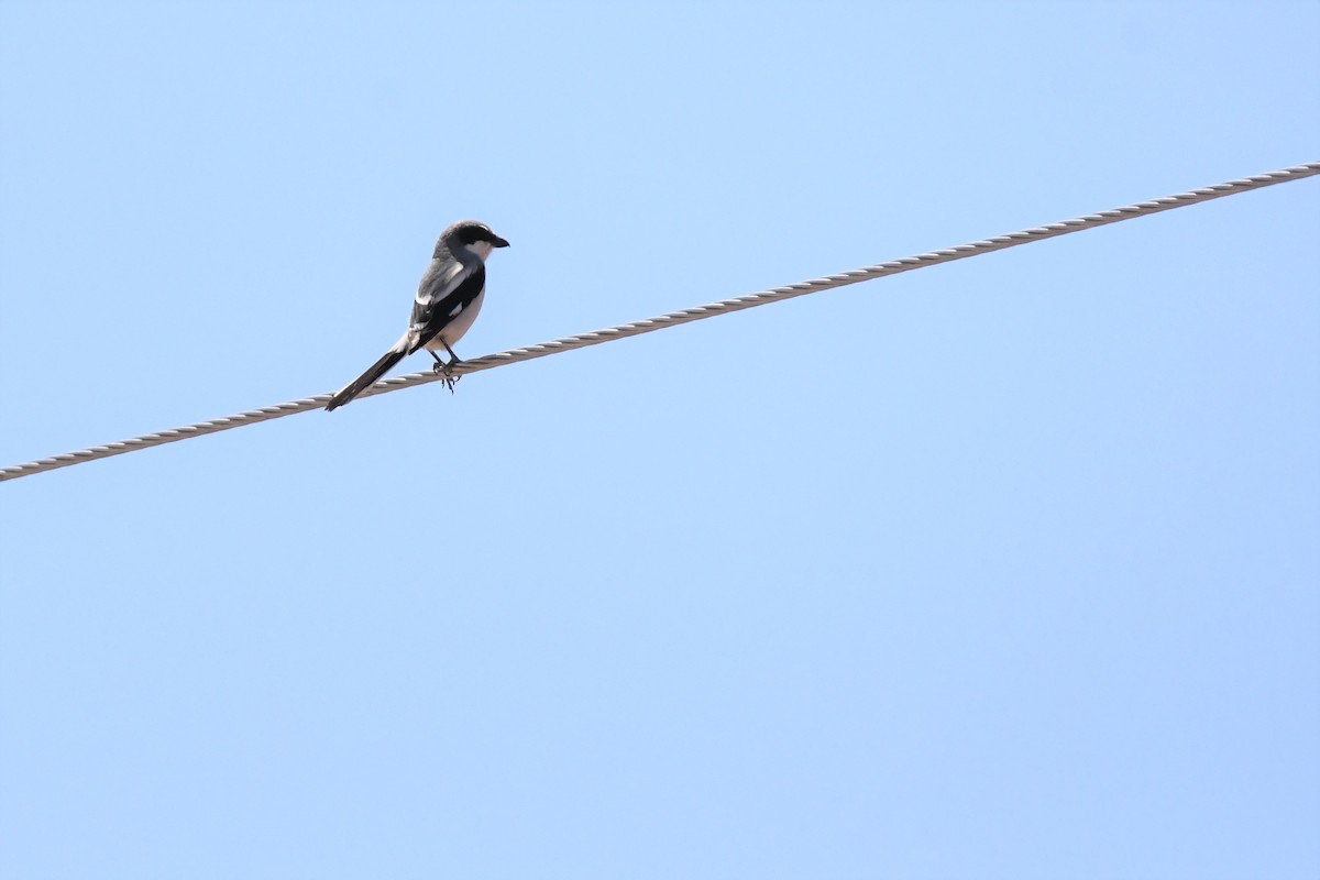 Loggerhead Shrike - ML564607711