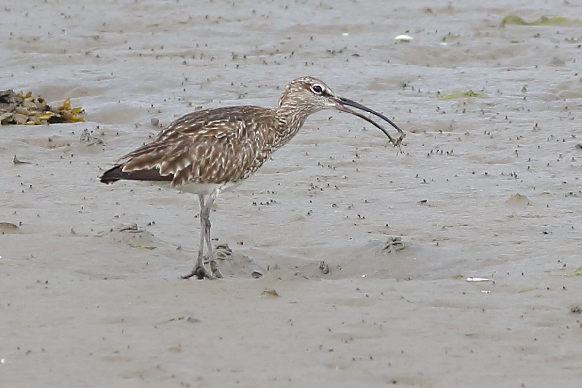 Regenbrachvogel - ML564607761