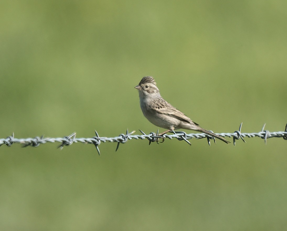 Brewer's Sparrow - ML564608241