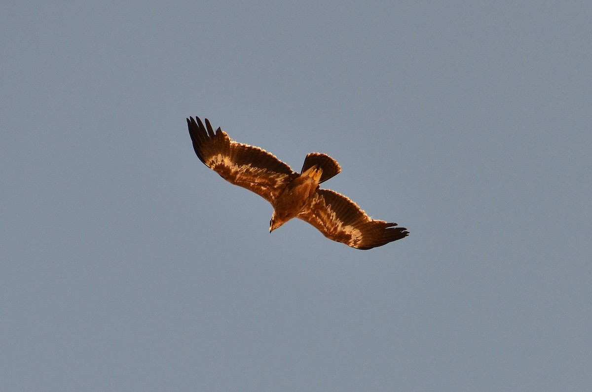 Steppe Eagle - Watter AlBahry