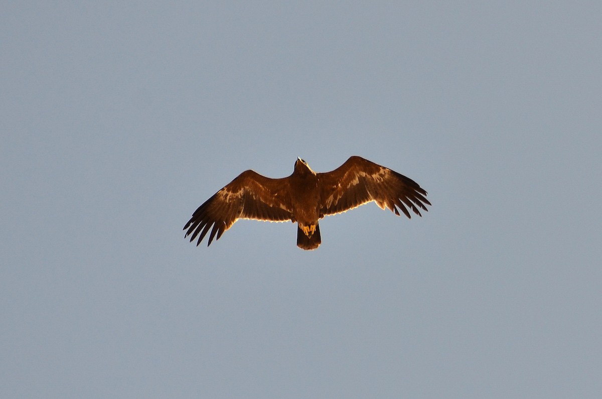 Steppe Eagle - Watter AlBahry