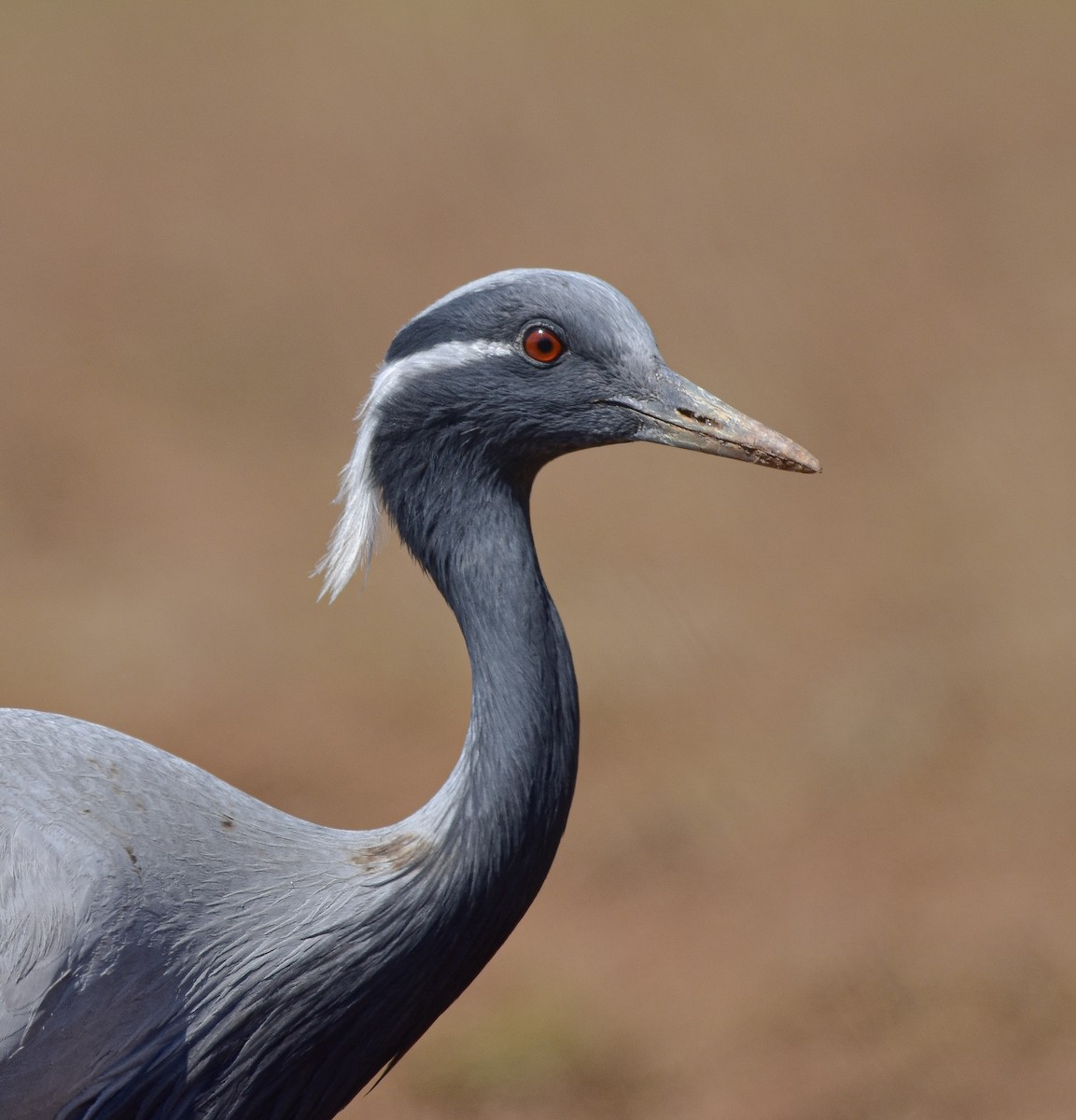 Demoiselle Crane - ML564609041