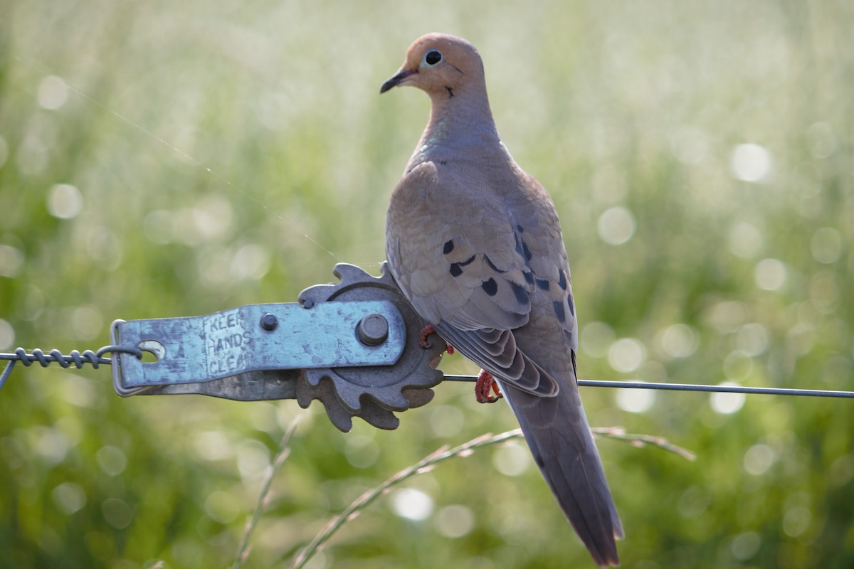 Mourning Dove - ML564609251