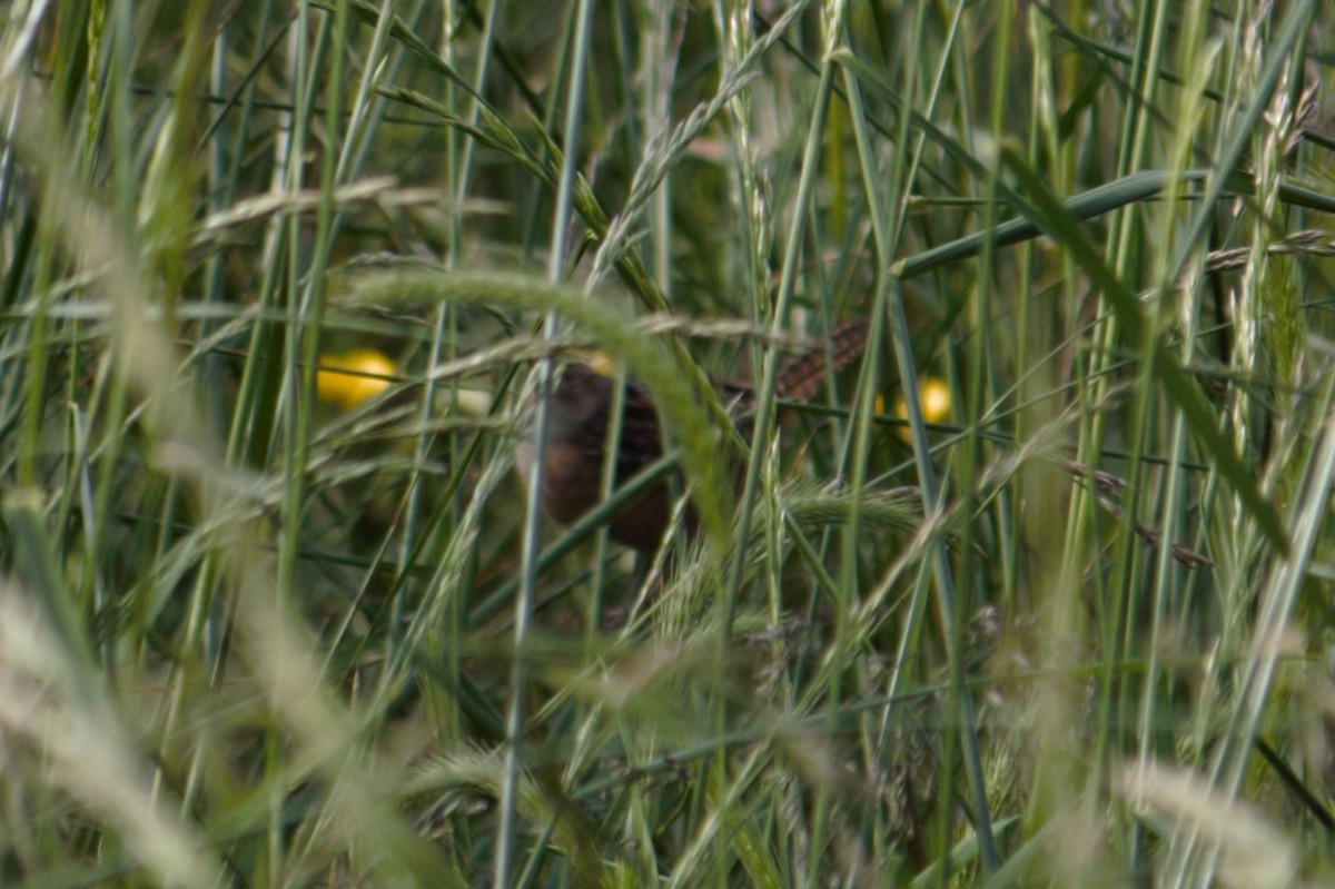 Sedge Wren - ML564609341