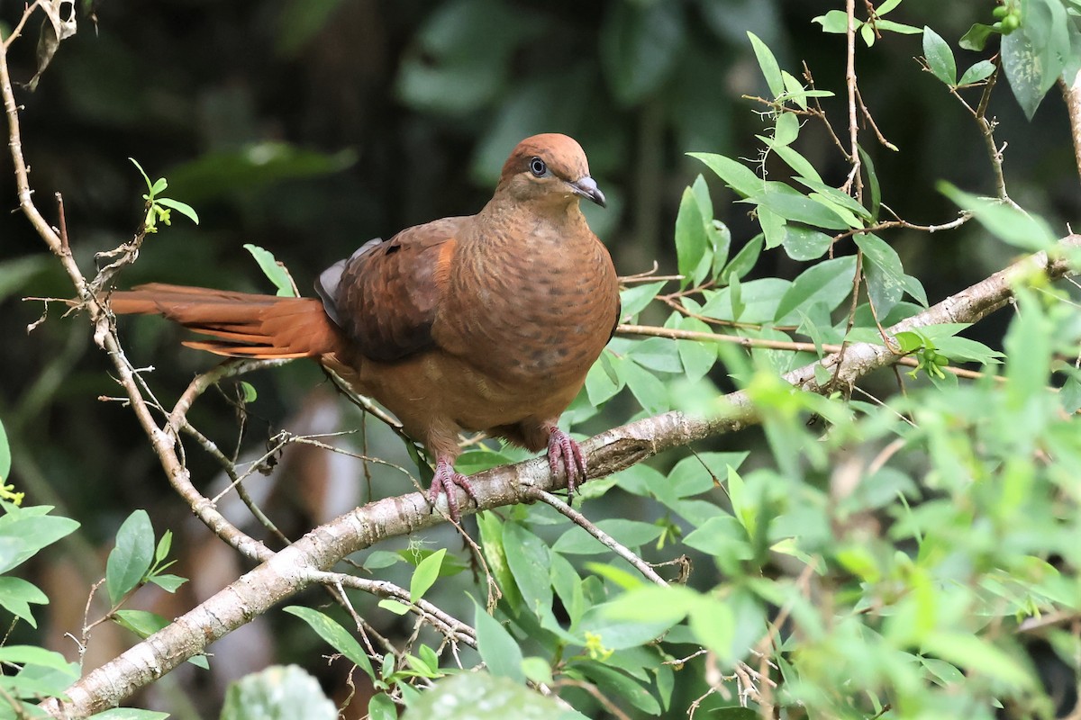 Brown Cuckoo-Dove - ML564609821