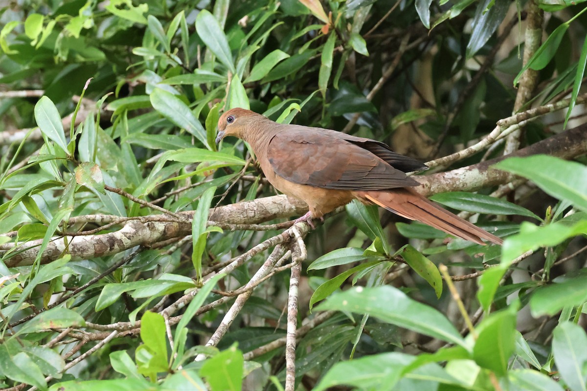 Brown Cuckoo-Dove - ML564609841