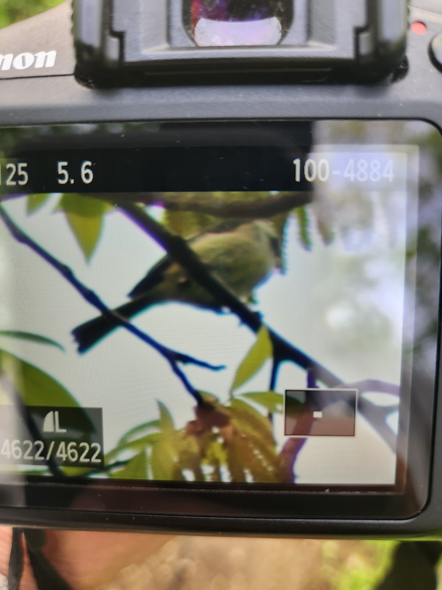 Blue-gray Gnatcatcher - ML564610321