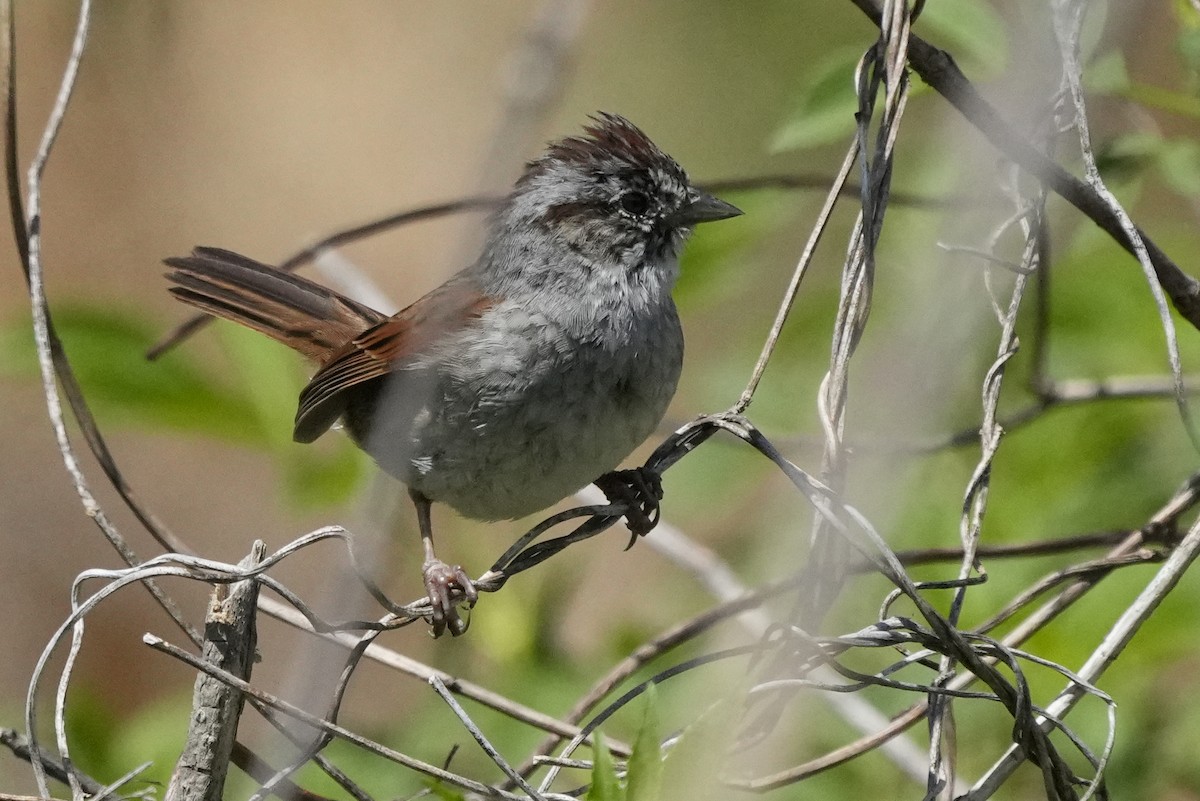 Swamp Sparrow - ML564610481