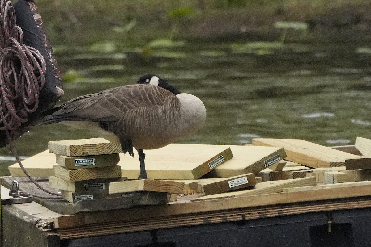 berneška velká - ML564611011