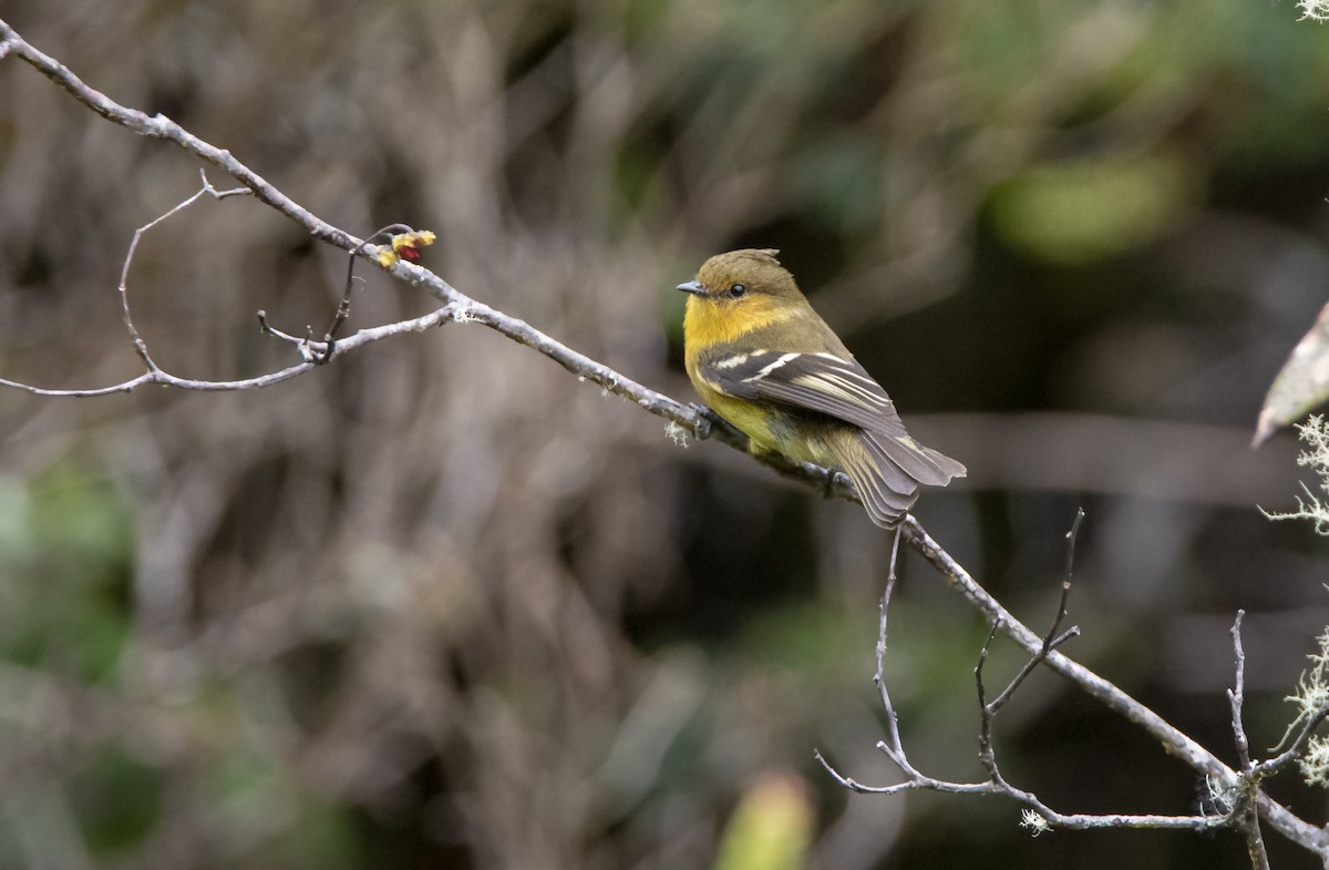 Ochraceous-breasted Flycatcher - David F. Belmonte