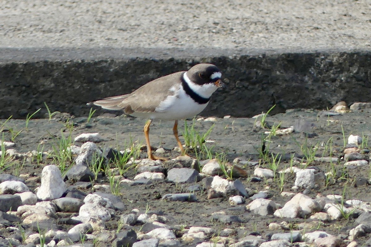 Semipalmated Plover - Mary Mehaffey