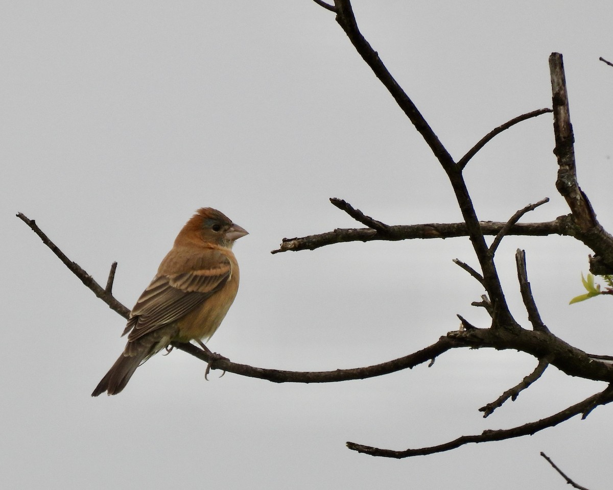 Blue Grosbeak - ML564614251