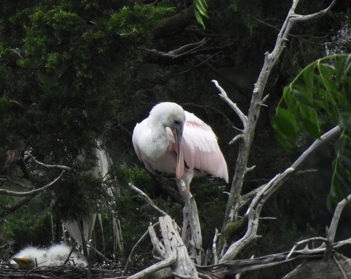 Roseate Spoonbill - Tony Johnson