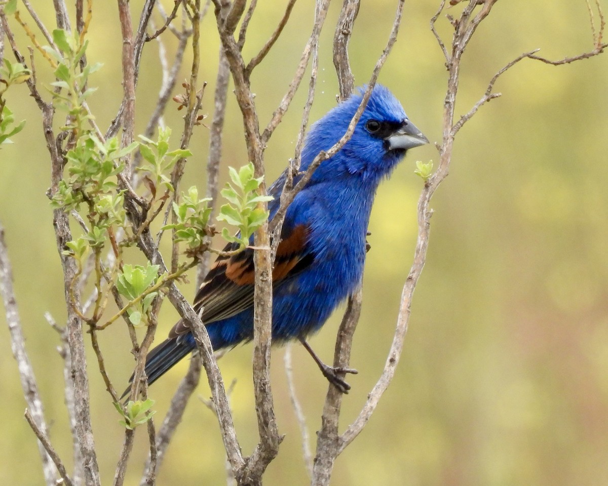 Blue Grosbeak - ML564614291