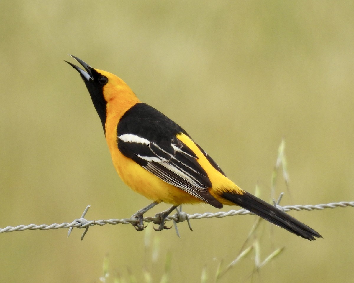 Hooded Oriole - ML564614401