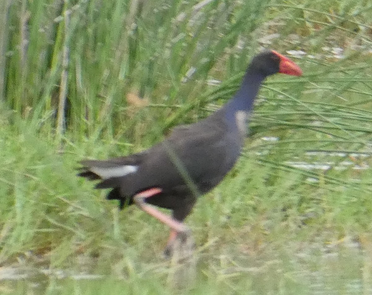 Australasian Swamphen - John Brown