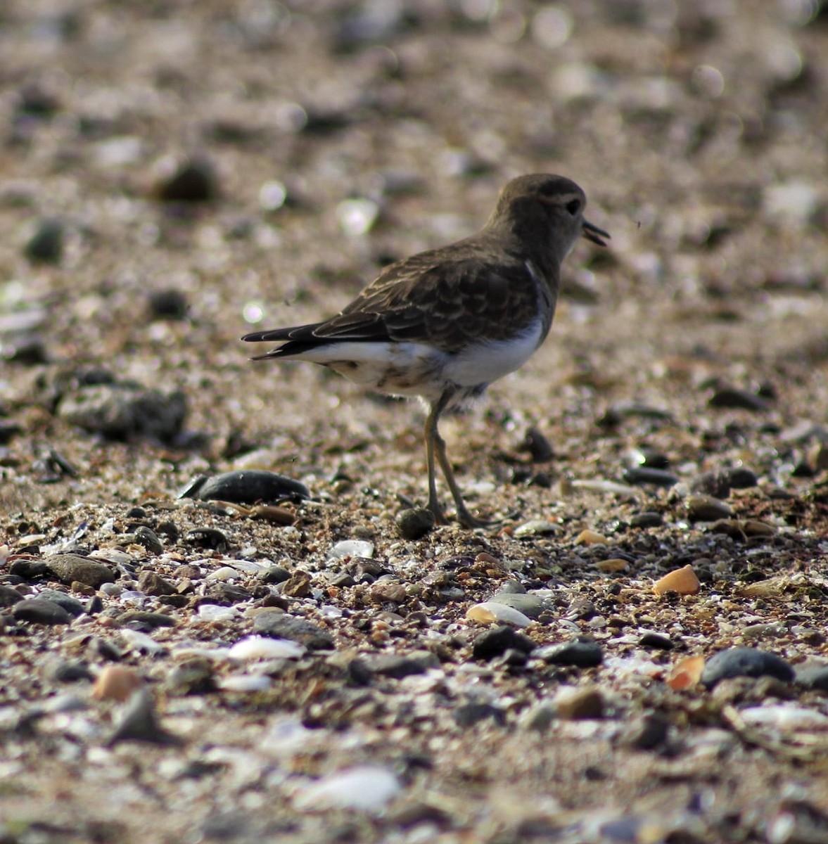 Rufous-chested Dotterel - Any Leiva