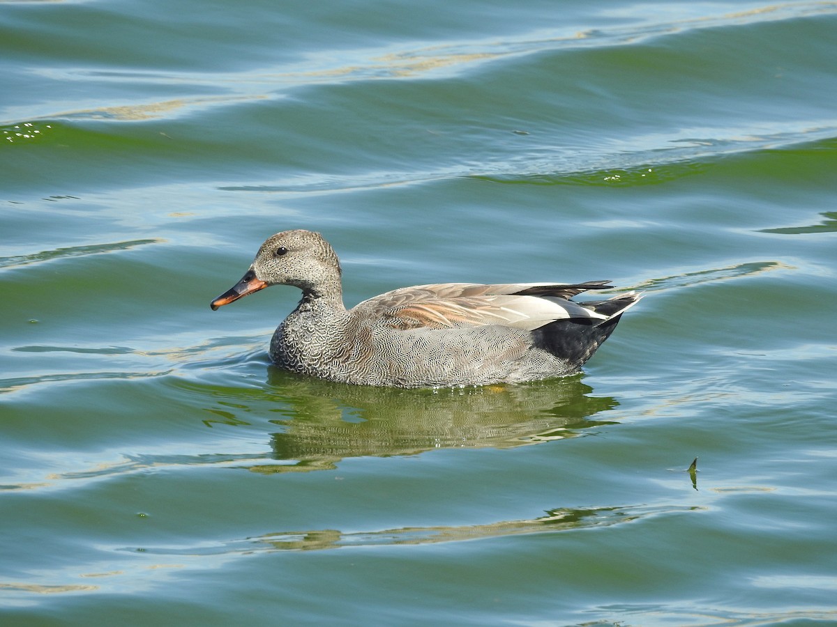 Gadwall - ML56461761