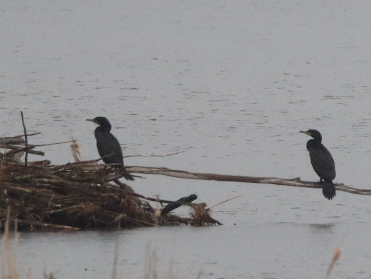 Double-crested Cormorant - Marcel Gagnon