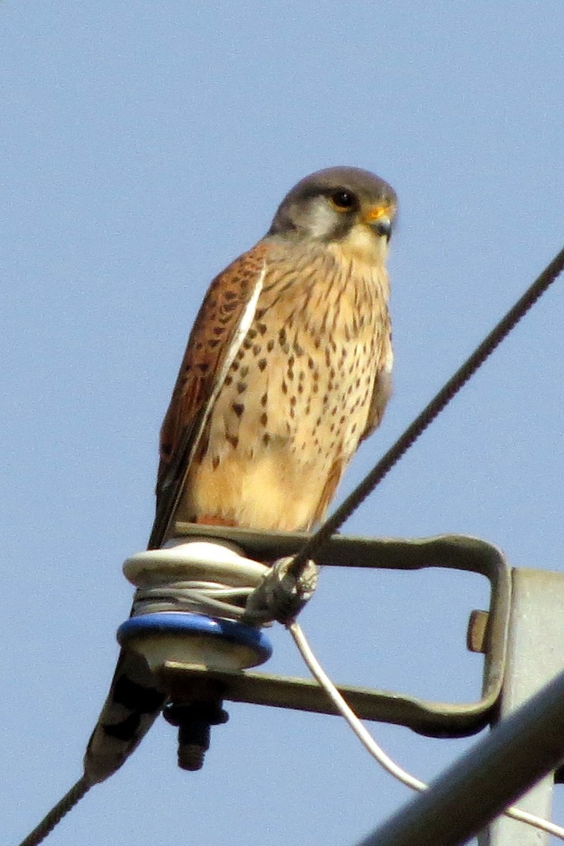 Eurasian Kestrel - ML564618451