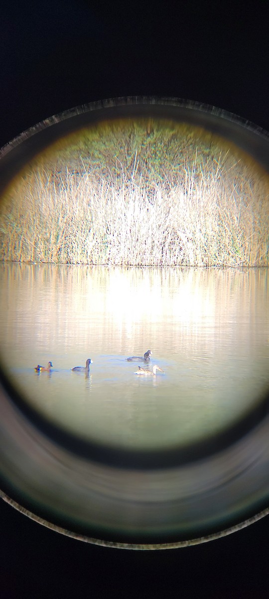 Blue-winged Teal - ML564619561