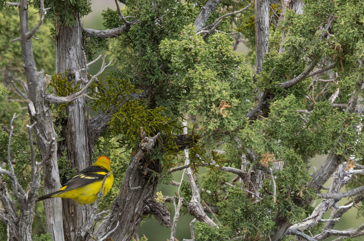 Western Tanager - ML564619651