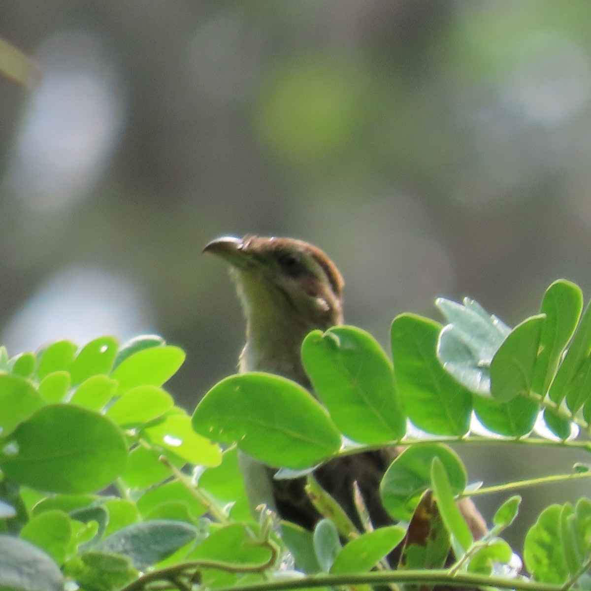 Striped Cuckoo - ML564620461