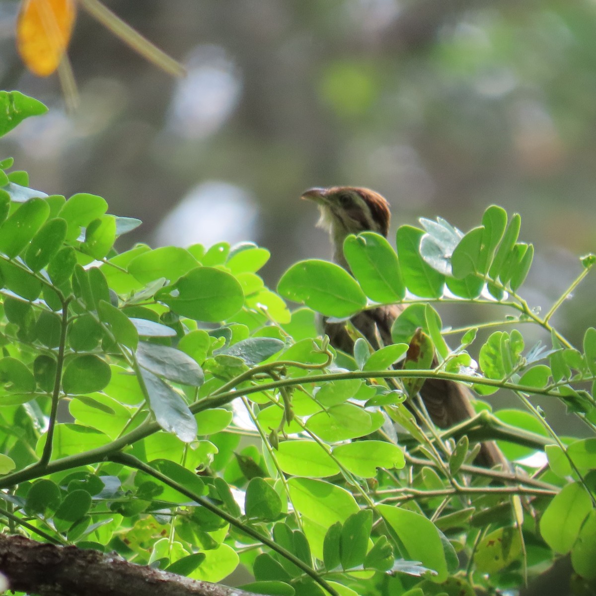 Striped Cuckoo - ML564620471