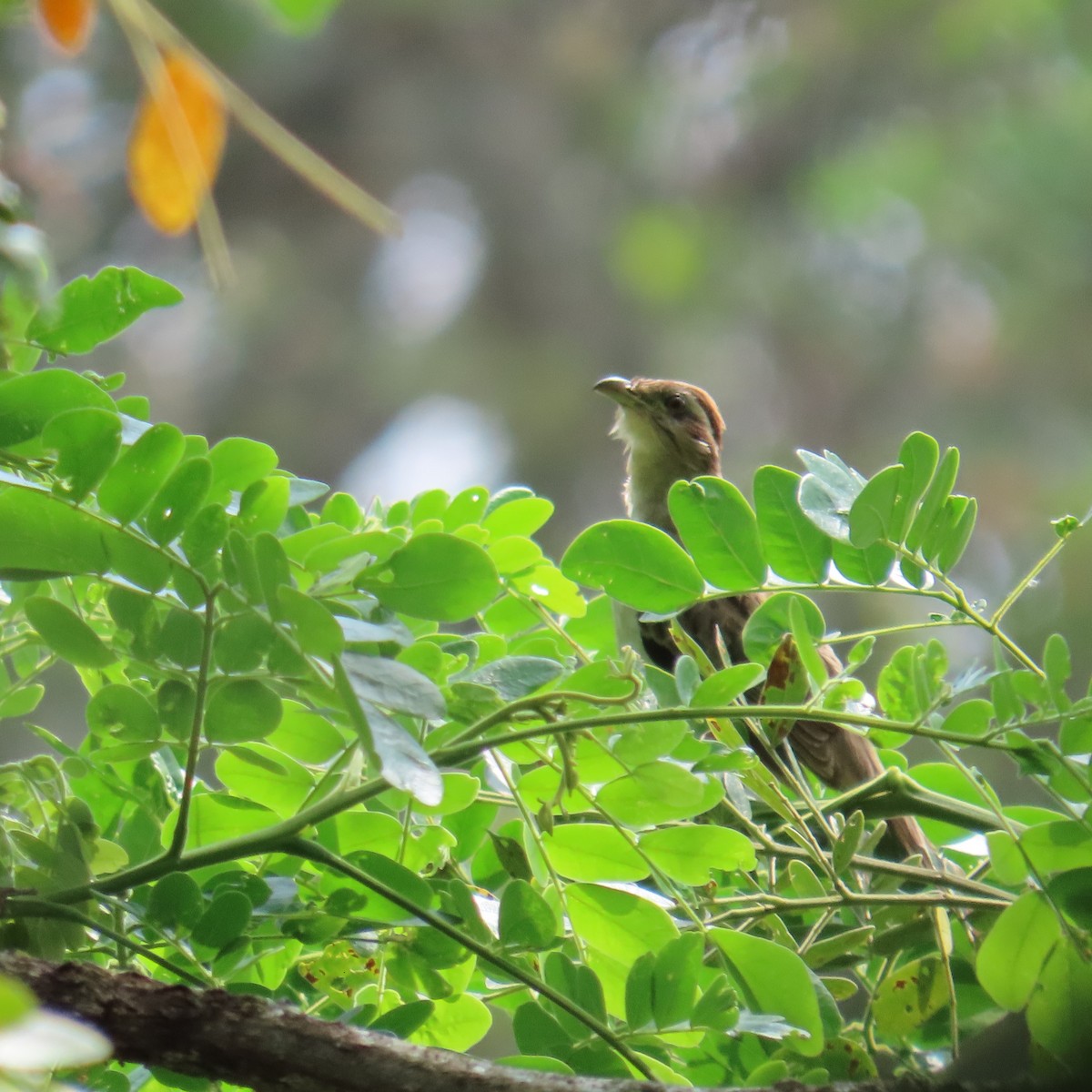 Striped Cuckoo - ML564620481