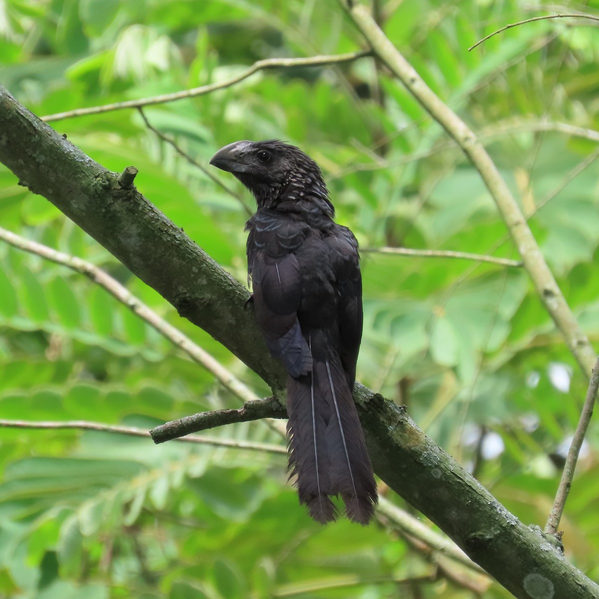 Smooth-billed Ani - ML564621191