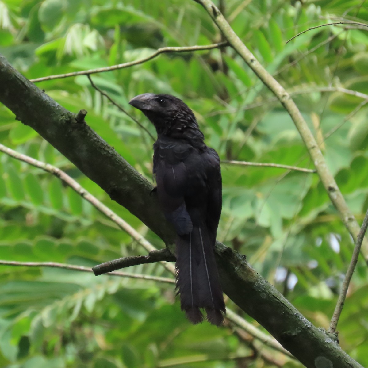 Smooth-billed Ani - ML564621201