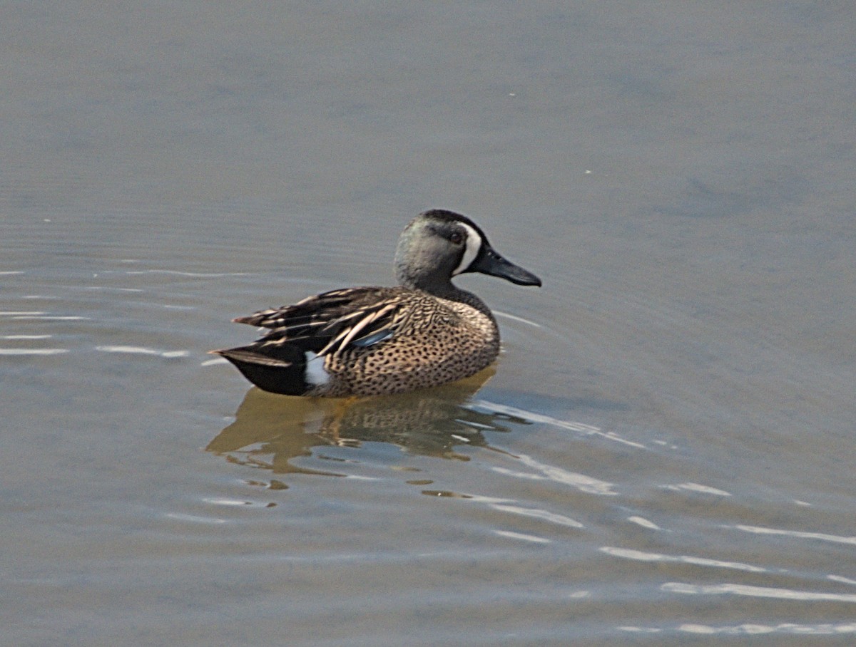Blue-winged Teal - ML564621381
