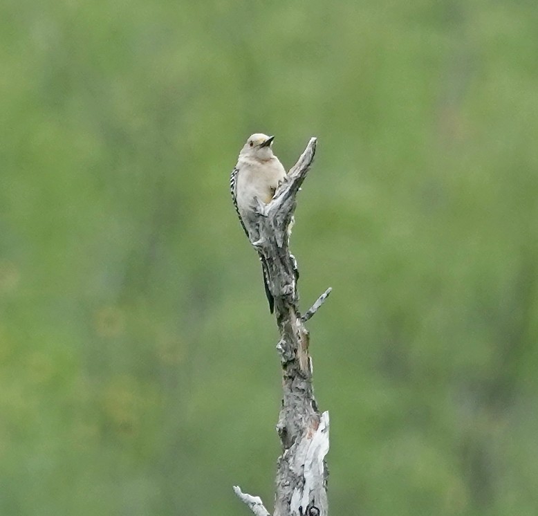 Golden-fronted Woodpecker (Northern) - Barbara Bennett