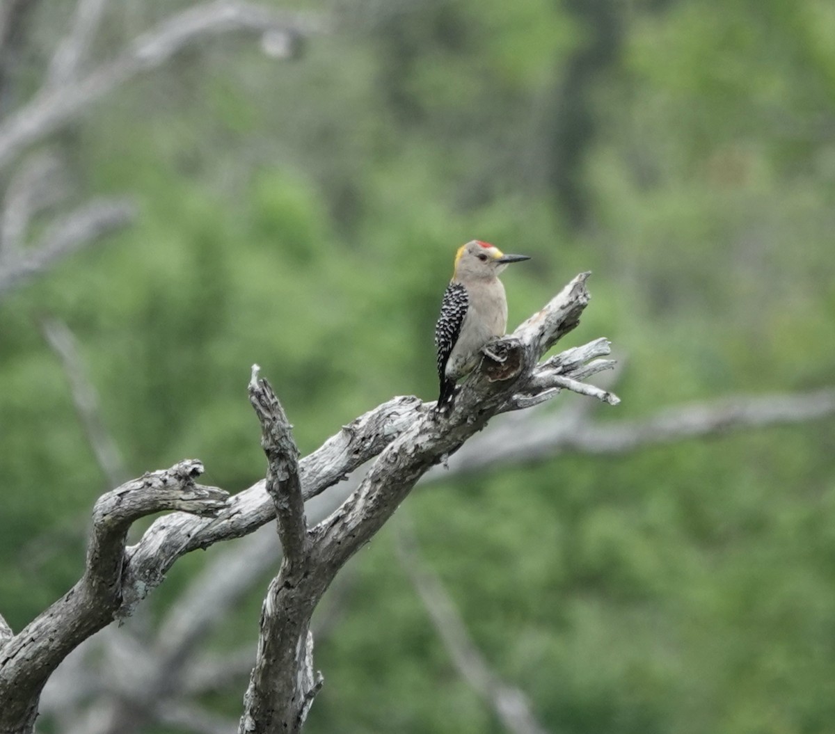 Carpintero Frentidorado (aurifrons) - ML564621411