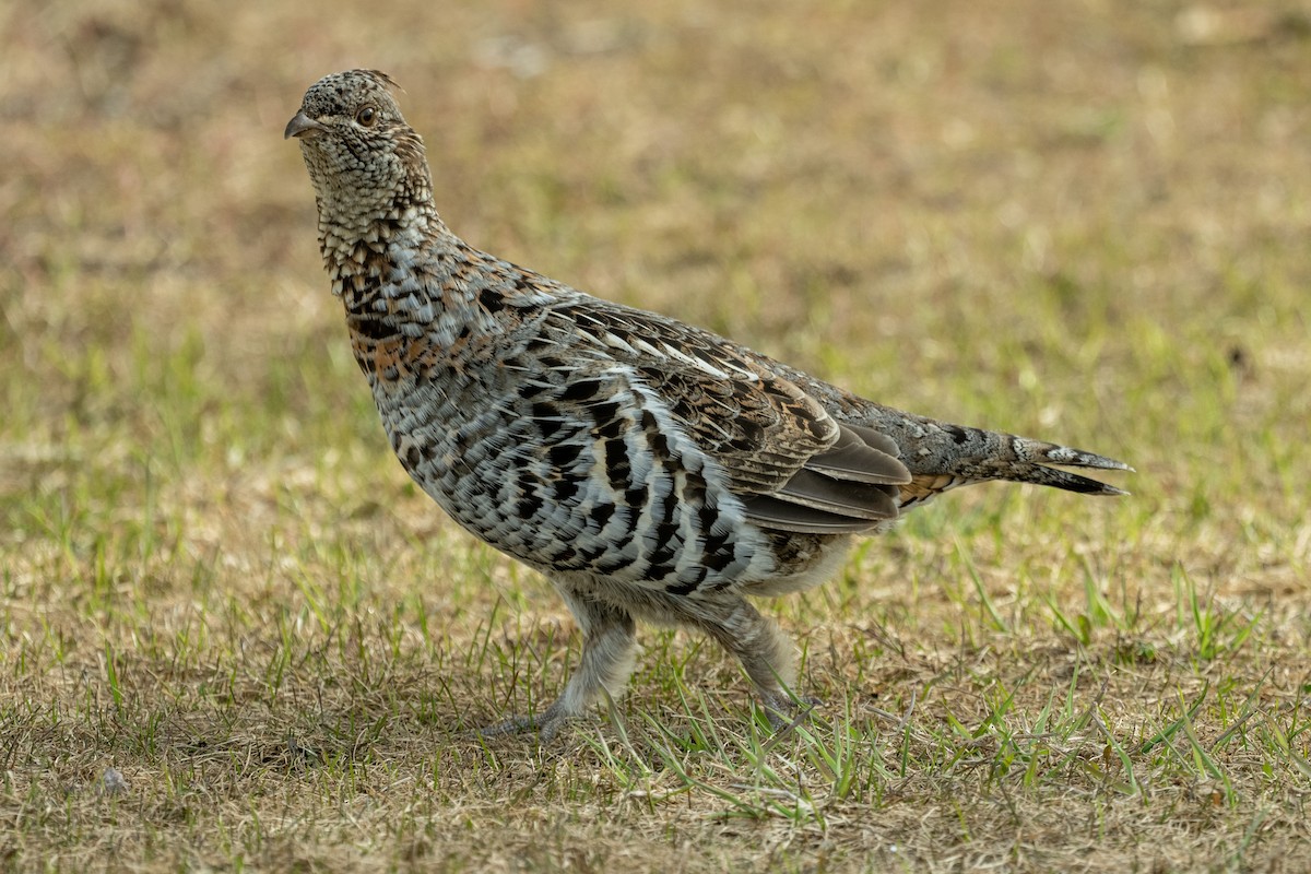 Ruffed Grouse - André Desrochers