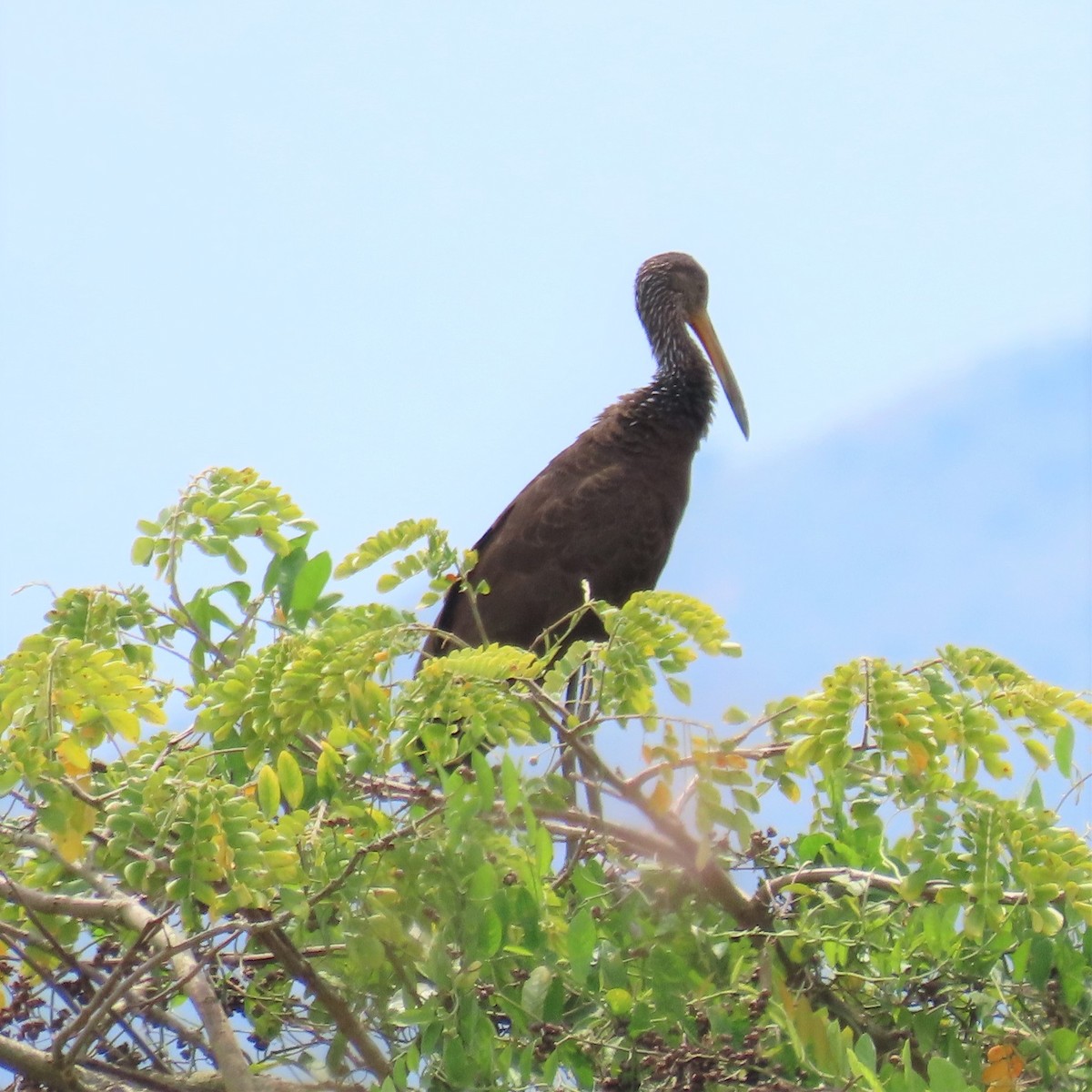 Limpkin (Brown-backed) - ML564623151