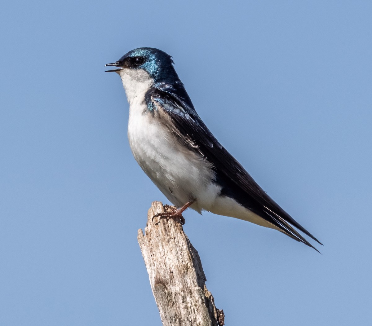 Tree Swallow - Robin Ohrt